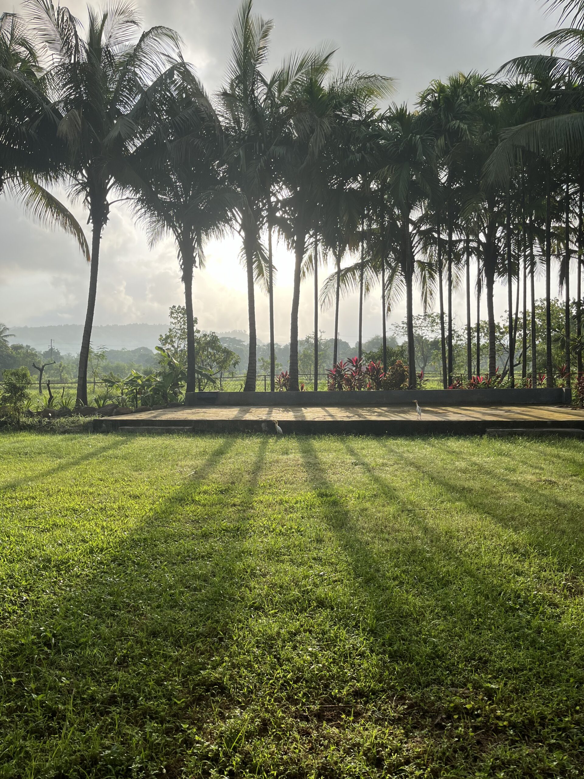 Rustic palms gallery